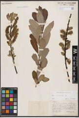 Foto von Salix cinerea L.